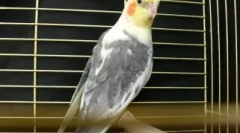 Pernated rozmowy lub jak nauczyć kororel do rozmowy